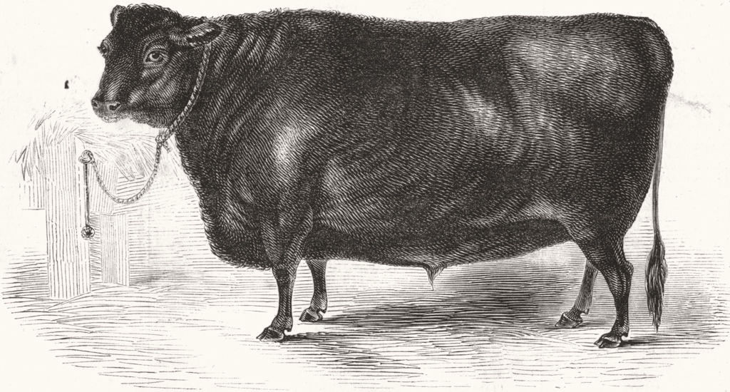 Associate Product SCOTLAND. Prince Albert's Angus polled ox, antique print, 1844