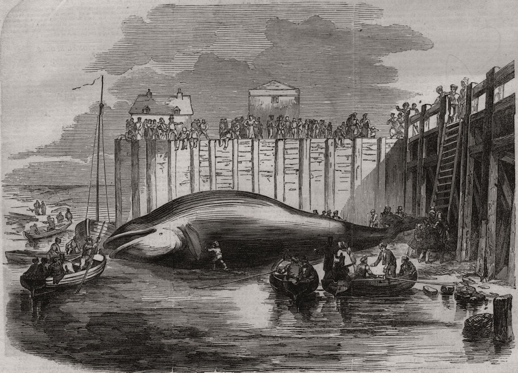 Associate Product Whale captured in the Thames, at Grays, Essex, antique print, 1849