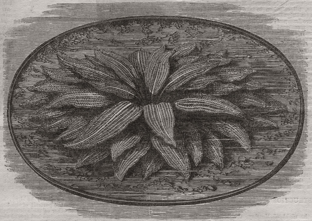 The Lattice-Leaf plant of Madagascar in the tropical aquarium, Kew Gardens, 1859