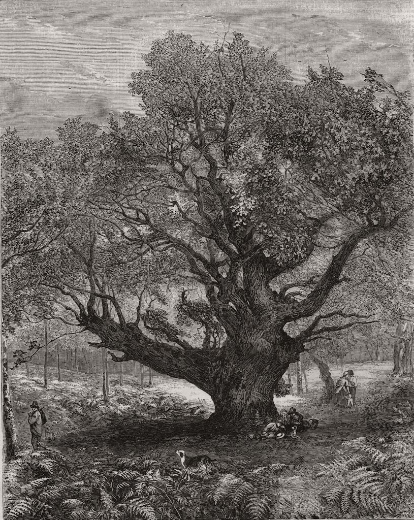 Exhibition of The Royal Academy. "The Monarch Oak". Trees, antique print, 1853