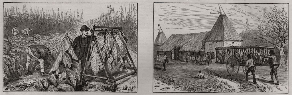 Associate Product Tobacco growing in Kent. Staging the leaf; dry crop in oast house 1886 print