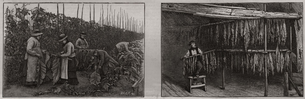 Associate Product Tobacco growing in Kent. Picking the tobacco leaf; hanging it up to dry, 1886