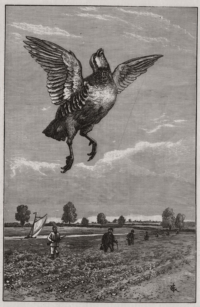 Partridge shooting in Norfolk: a towering Frenchman 1888 old antique print