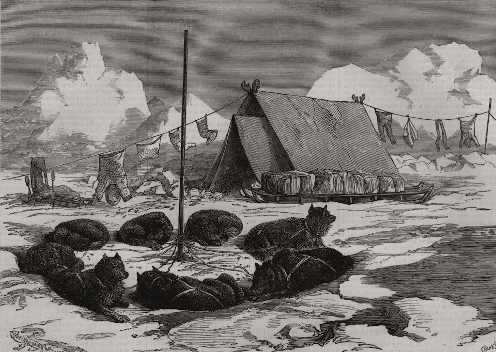 North Pole Expedition. Sledge travelling: fastening dogs at camp. Arctic 1876