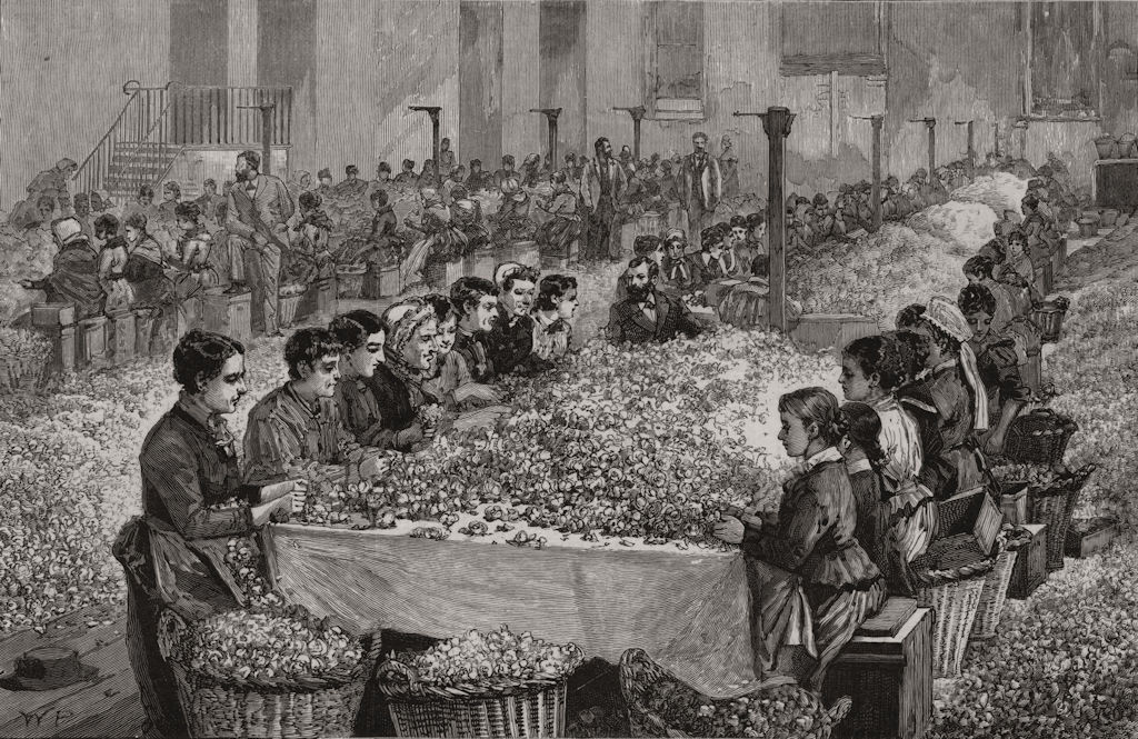 Associate Product The perfumery manufacture at Grasse: sorting roses. Alpes-Maritimes, print, 1891