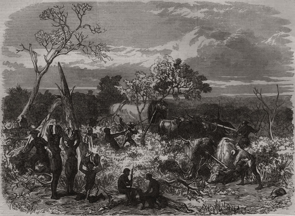 Travelling in Africa: cutting a road for the waggons 1868 old antique print