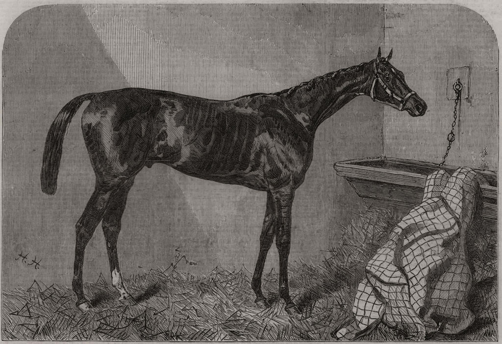 Associate Product The Duke, winner of the Goodwood and Brighton Cups. Sussex, antique print, 1866
