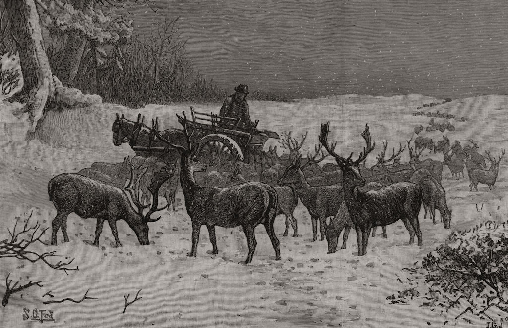 Feeding the deer in Richmond Park during the snow. London, antique print, 1887