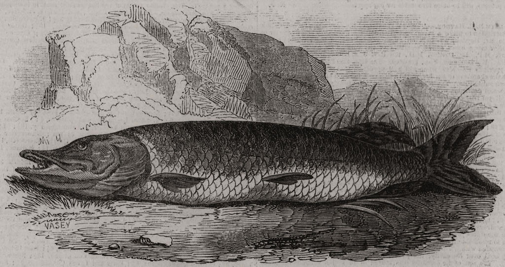 Associate Product Angling notes for the month. The Pike. Fishing 1846 old antique print picture