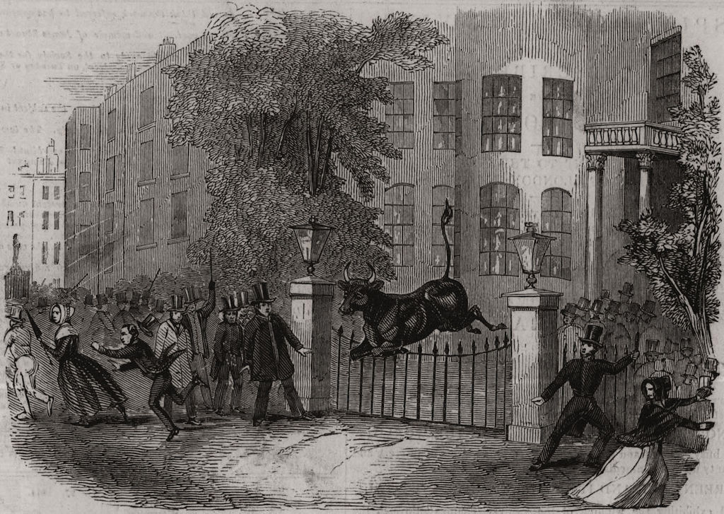 Scene in Privy Gardens, Whitehall. Bull jumping gate. London 1845 old print