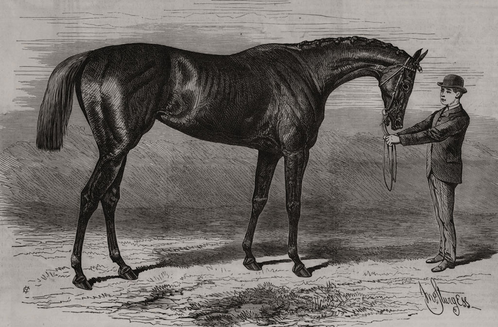 Associate Product Shotover, the winner Of The Derby. Surrey, antique print, 1882