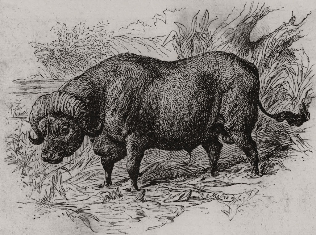 Associate Product The Cape buffalo. South Africa 1889 old antique vintage print picture