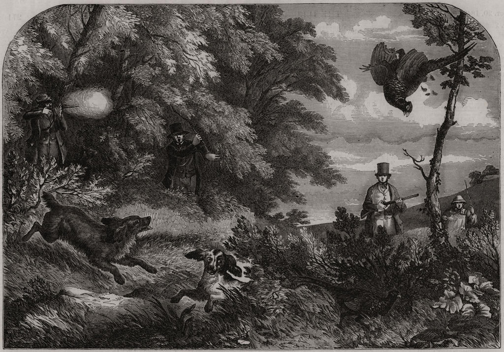 Associate Product Pheasant shooting, antique print, 1849