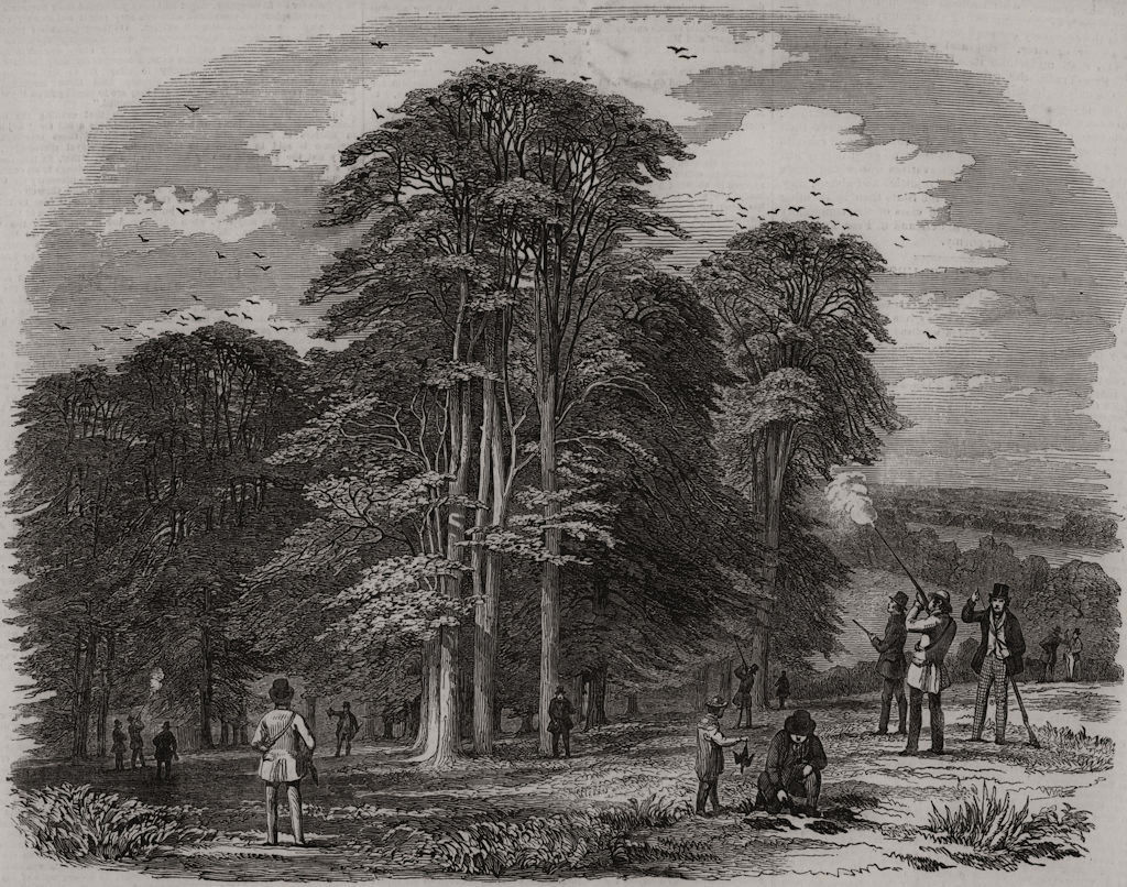 Rook shooting in Penshurst Park. Kent 1850 old antique vintage print picture