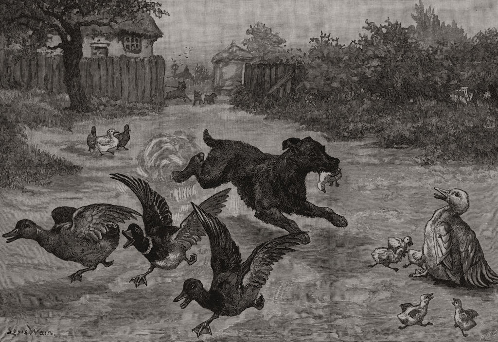 A Sad Dog's Day: Wicked sport. Dogs, antique print, 1887