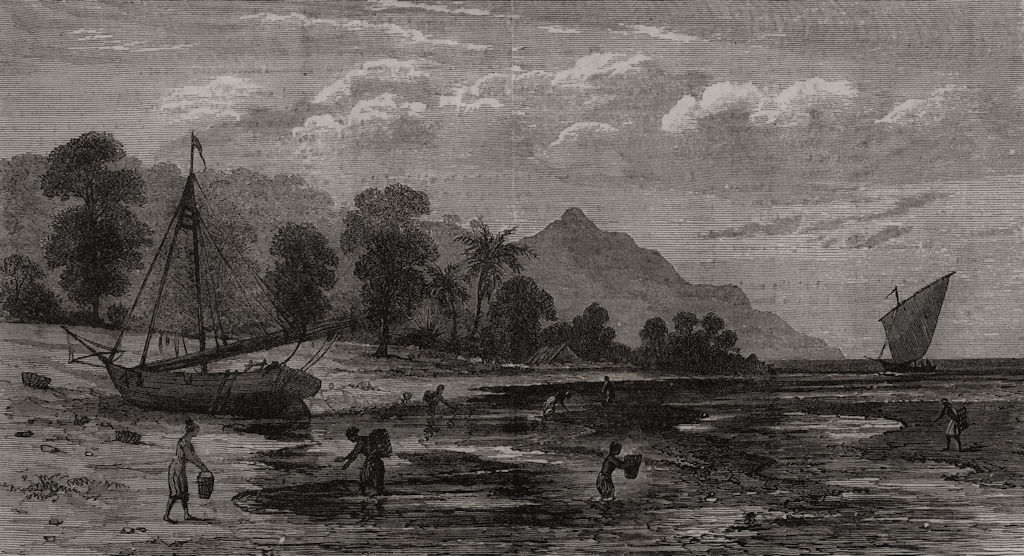 Associate Product Fishing for Trepang, or Sea-Slug. North Borneo, antique print, 1881