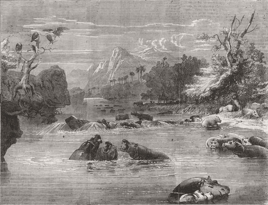 SOUTH AFRICA. River Limpopo; A herd of Hippos 1856 old antique print picture
