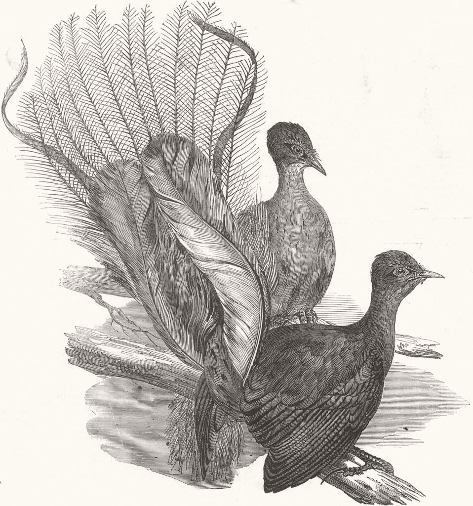 AUSTRALIA. Menura Alberti birds, Richmond River 1853 old antique print picture