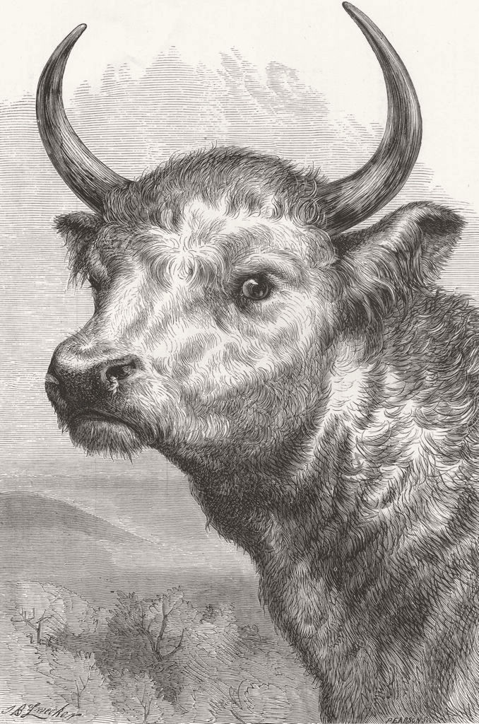 BULLS. Chillingham Wild Bull, Prince of Wales 1872 old antique print picture