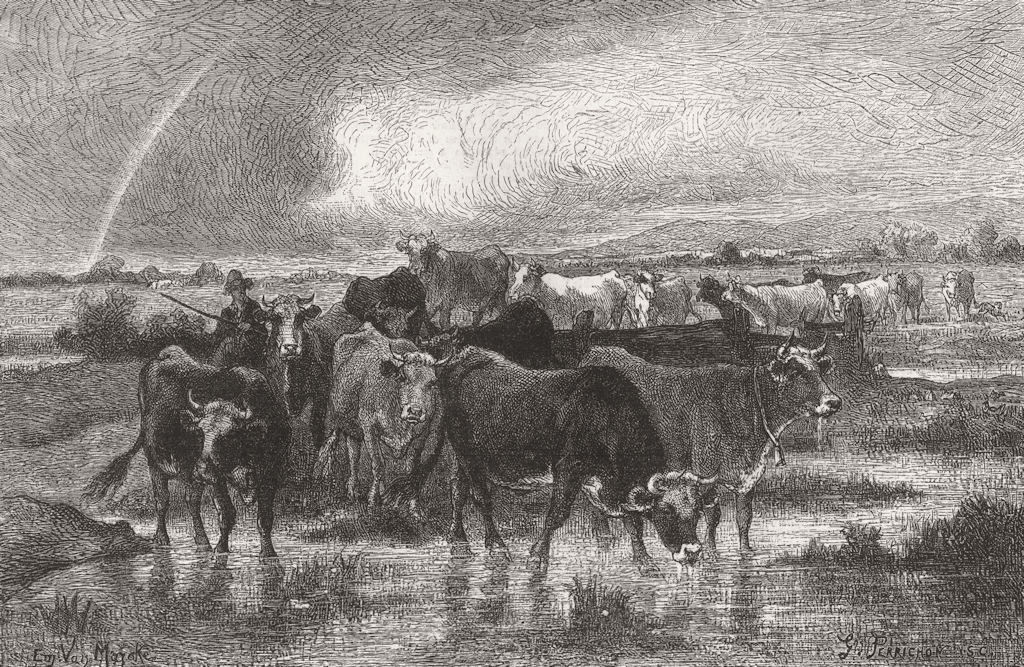 FRANCE. village herd of cattle, Normandy, Van Marcke 1872 old antique print