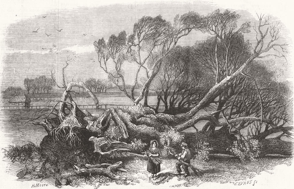 Associate Product LONDON. Elm-Tree Blown down, Hyde Park, 7th 1856 1856 old antique print