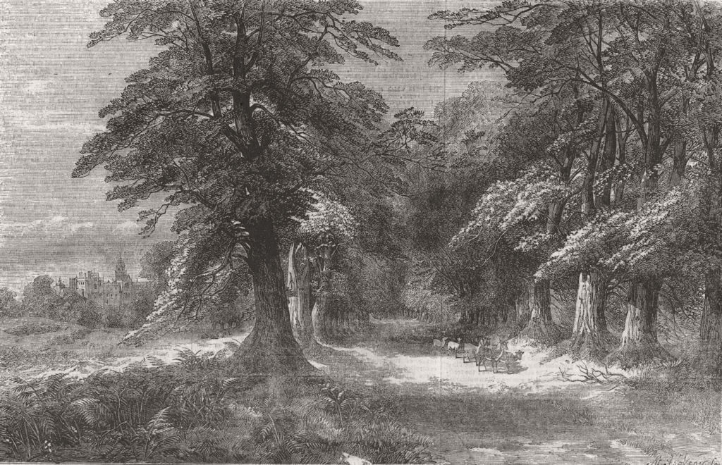 Associate Product HERTS. An Avenue in Hatfield Park 1855 old antique vintage print picture