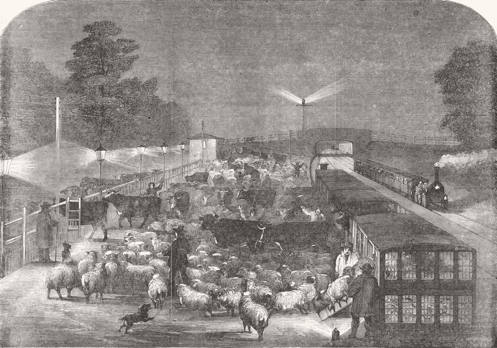 LONDON. Christmas cattle, Tottenham Station 1855 old antique print picture