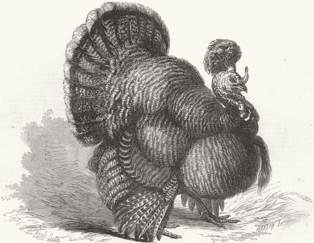WARCS. Crested Turkey, Birmingham Poultry Show 1870 old antique print picture
