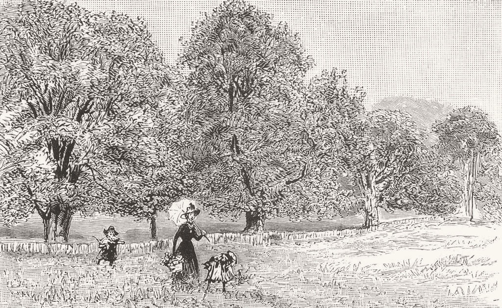 HAMPSTEAD HEATH. Trees, edge of New Land 1887 old antique print picture