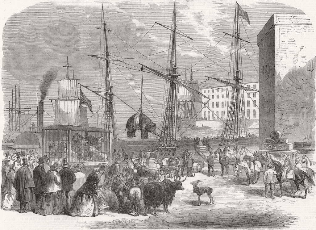 LONDON. Shipping animals, docklands 1864 old antique vintage print picture