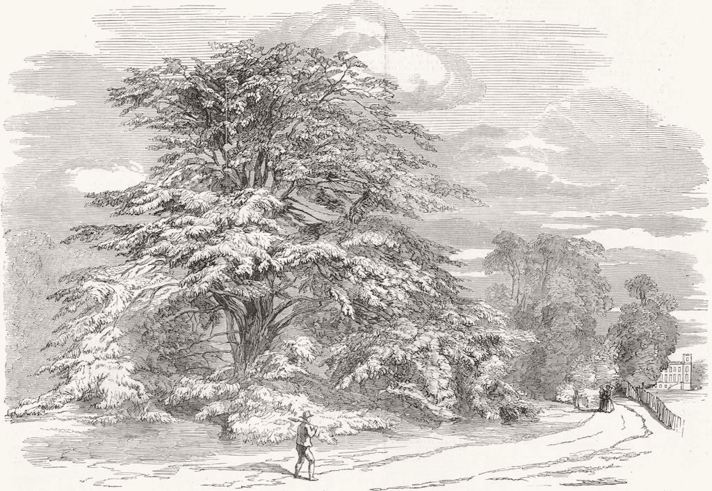 LONDON. Syon-the great cedar 1852 old antique vintage print picture