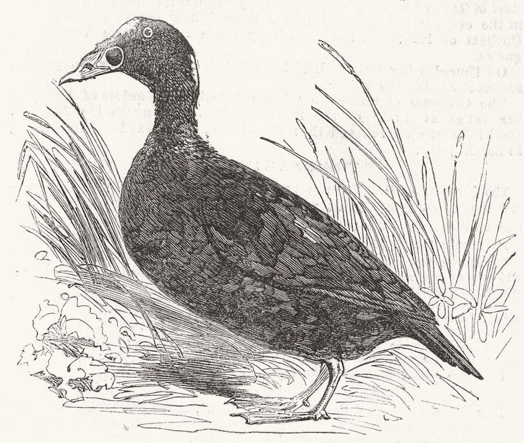 BIRDS. Gt-Billed or Surf-Scoter, Musselburgh Bay 1852 old antique print