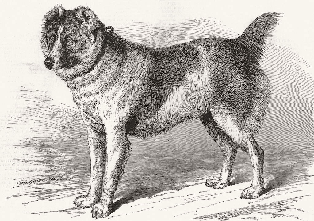 Associate Product DOGS. Shere Alli, Afghan Mastiff, Birmingham Dog show 1879 old antique print