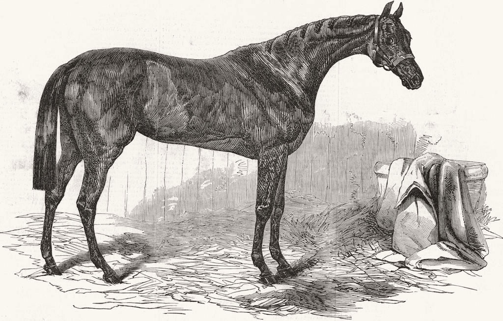 DONCASTER. Races. Flying Dutchman, St Leger winner 1849 old antique print
