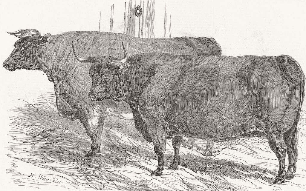 COWS. North Devon & short-horned oxen 1849 old antique vintage print picture