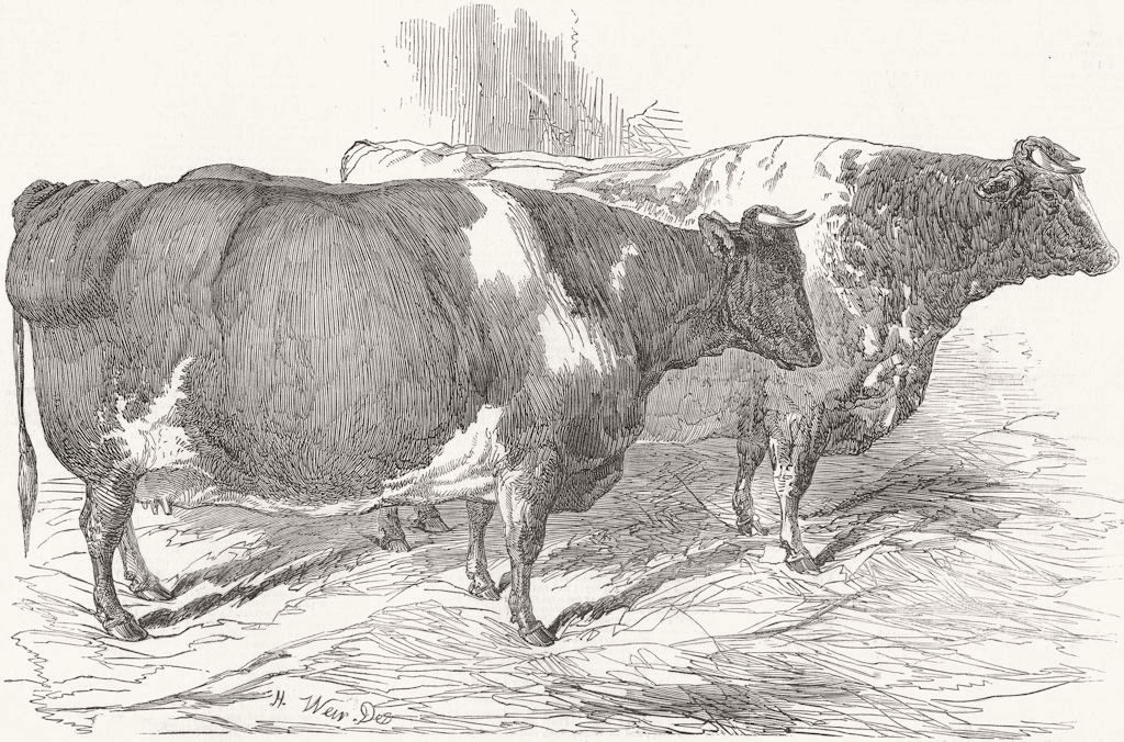 COWS. short-horned cow-& Ox 1849 old antique vintage print picture