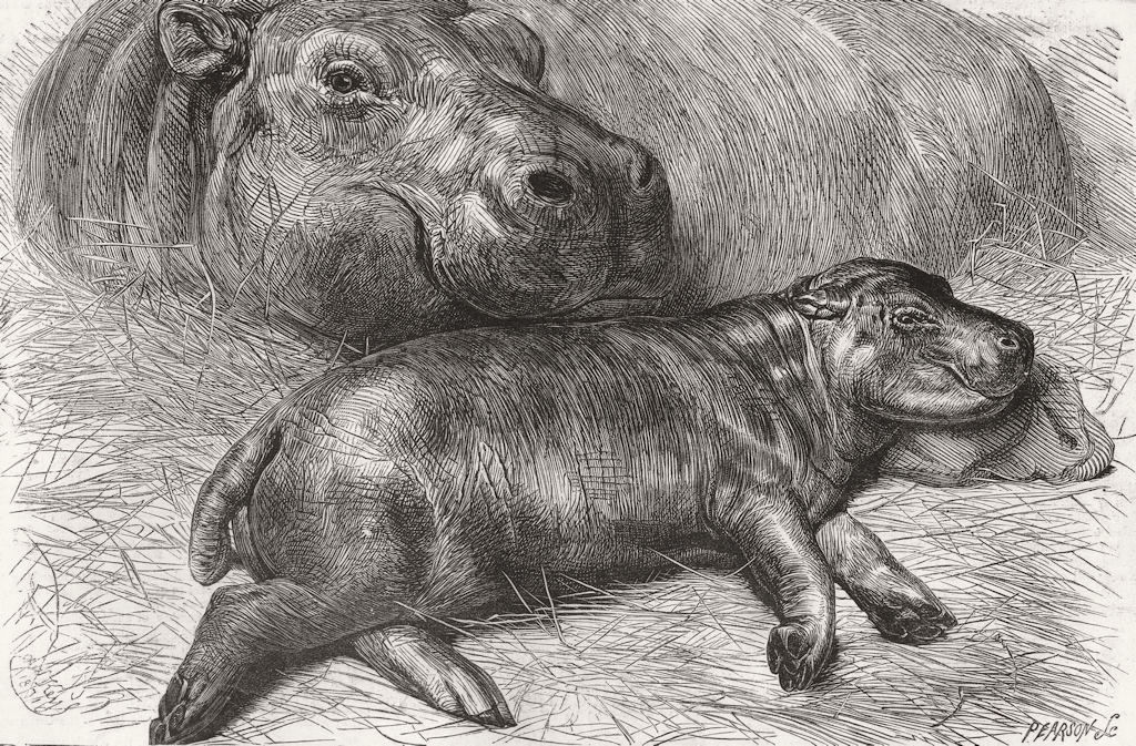 ANIMALS. Baby Hippo, zoo 1871 old antique vintage print picture