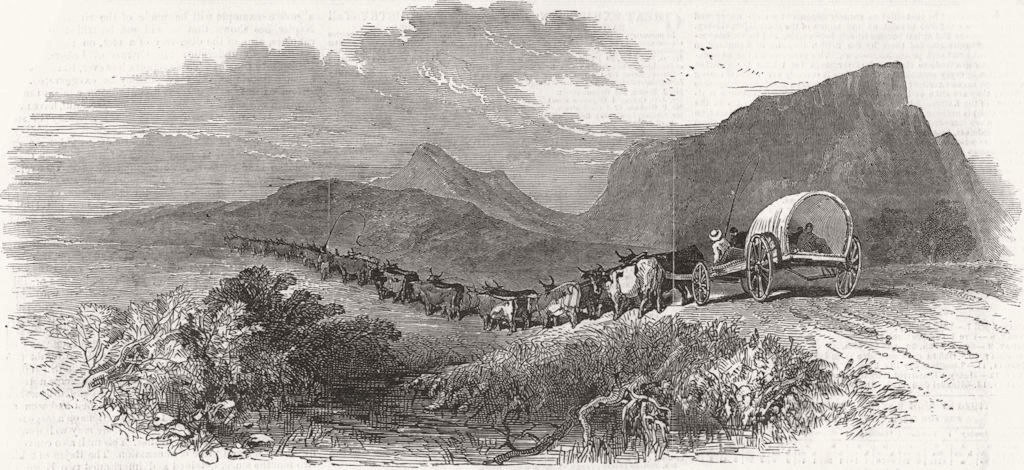 SOUTH AFRICA. Cape Waggon 1850 old antique vintage print picture