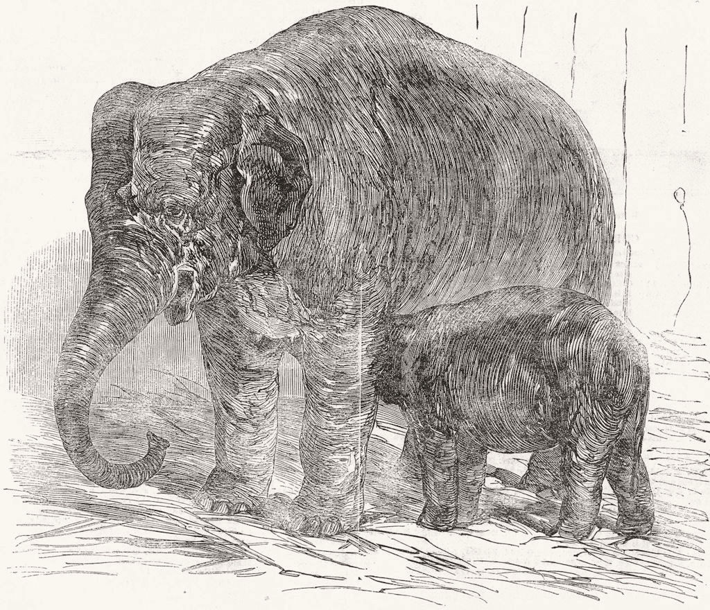 ELEPHANTS. London Zoo. Elephant Calf, Regent's Park 1851 old antique print