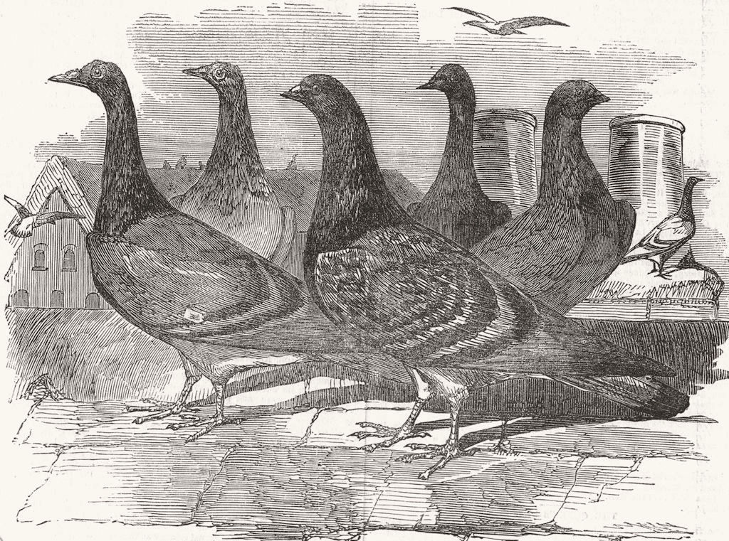 Associate Product BIRDS. Carrier Pigeons for John Franklin search 1851 old antique print picture