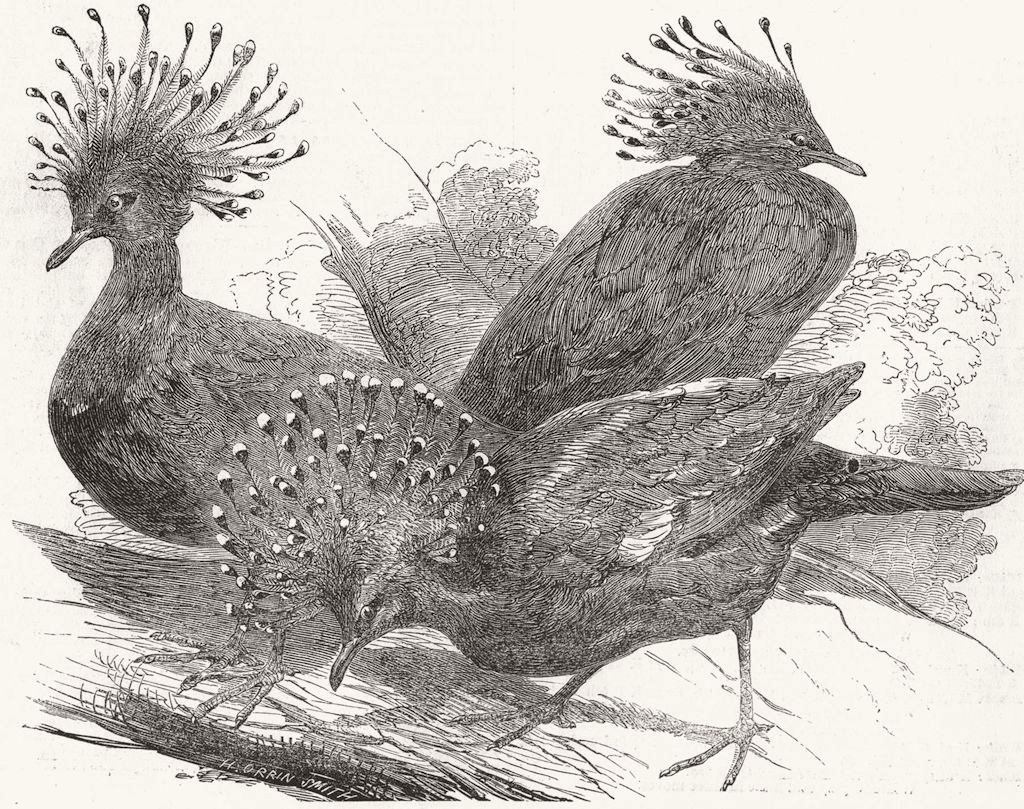 BIRDS. Goura Victoria Pigeons 1853 old antique vintage print picture