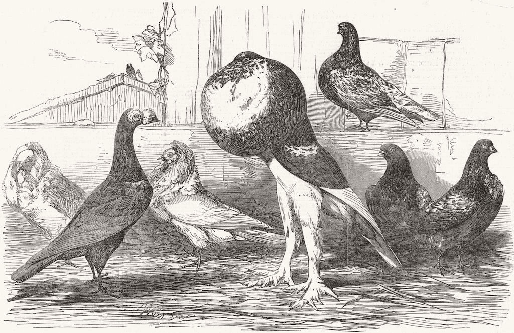 PIGEONS. Carrier; Jacobin; Pouter; Almond Tumbler 1851 old antique print