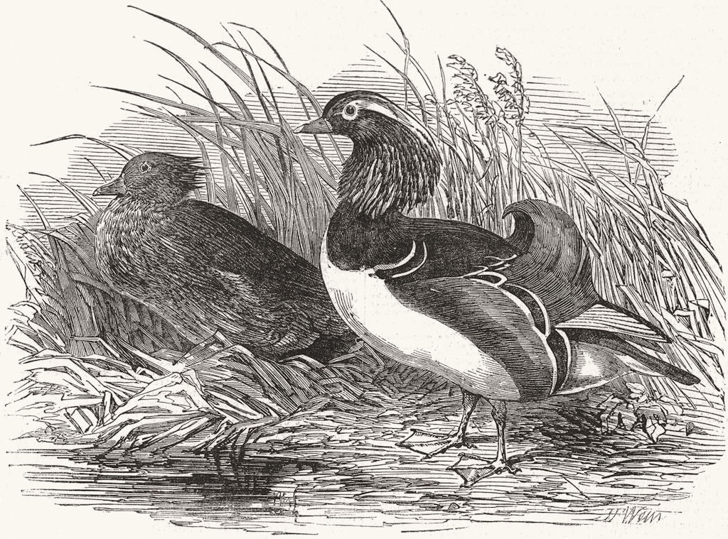 Associate Product BIRDS. Mandarin Ducks 1851 old antique vintage print picture