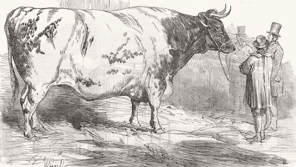 OXEN. Harry Verney's huge short-horned ox 1853 old antique print picture