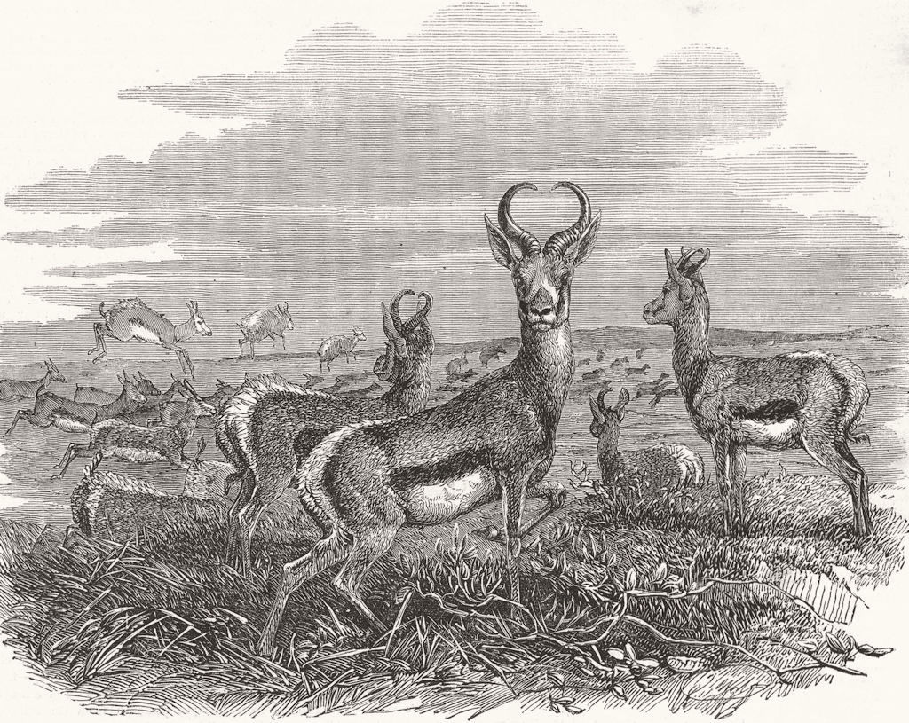 ANIMALS. Xhosa War. Herd of spring-boks 1853 old antique vintage print picture