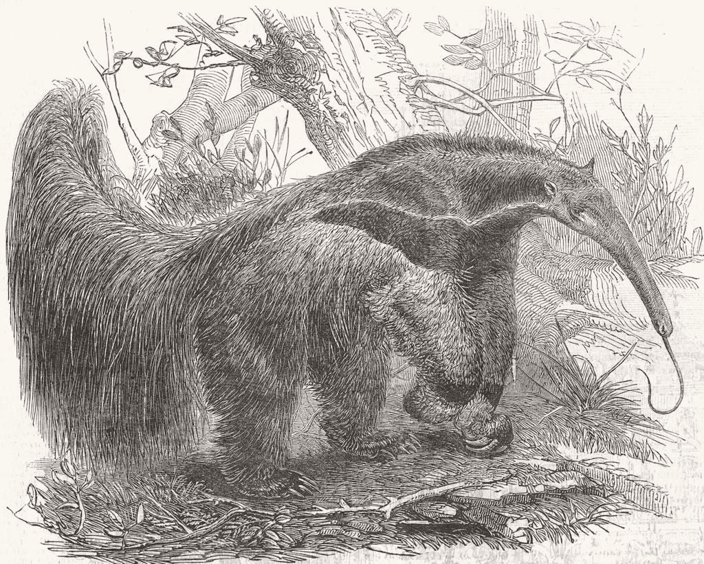 ANIMALS. Great ant-eater 1853 old antique vintage print picture