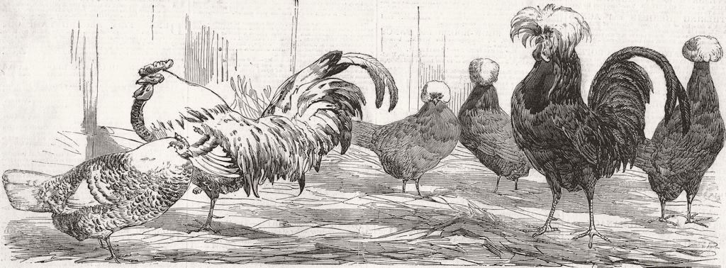 BIRDS. Silver-spangled Hamburg, Poland fowls 1850 old antique print picture