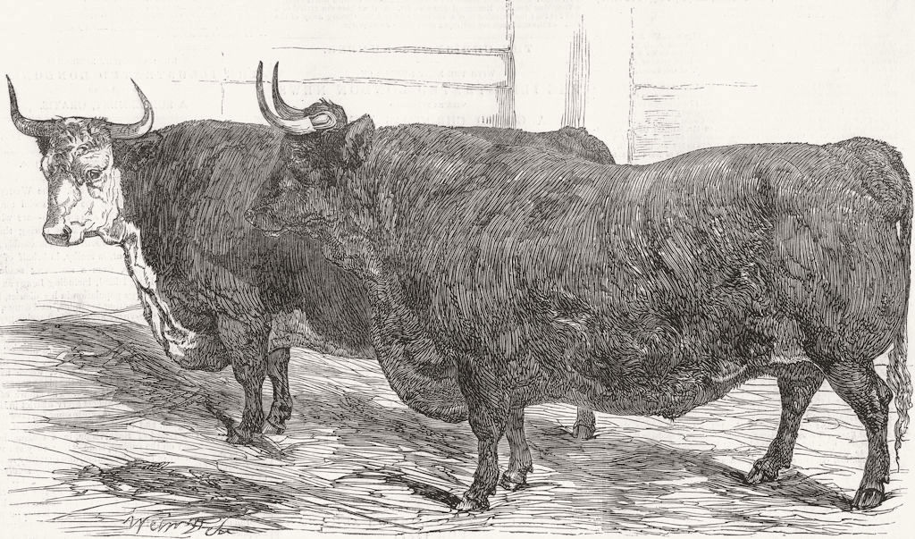 Associate Product OXEN. Hereford ; Devon 1850 old antique vintage print picture