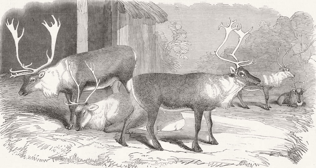ANIMALS. Reindeer 1850 old antique vintage print picture