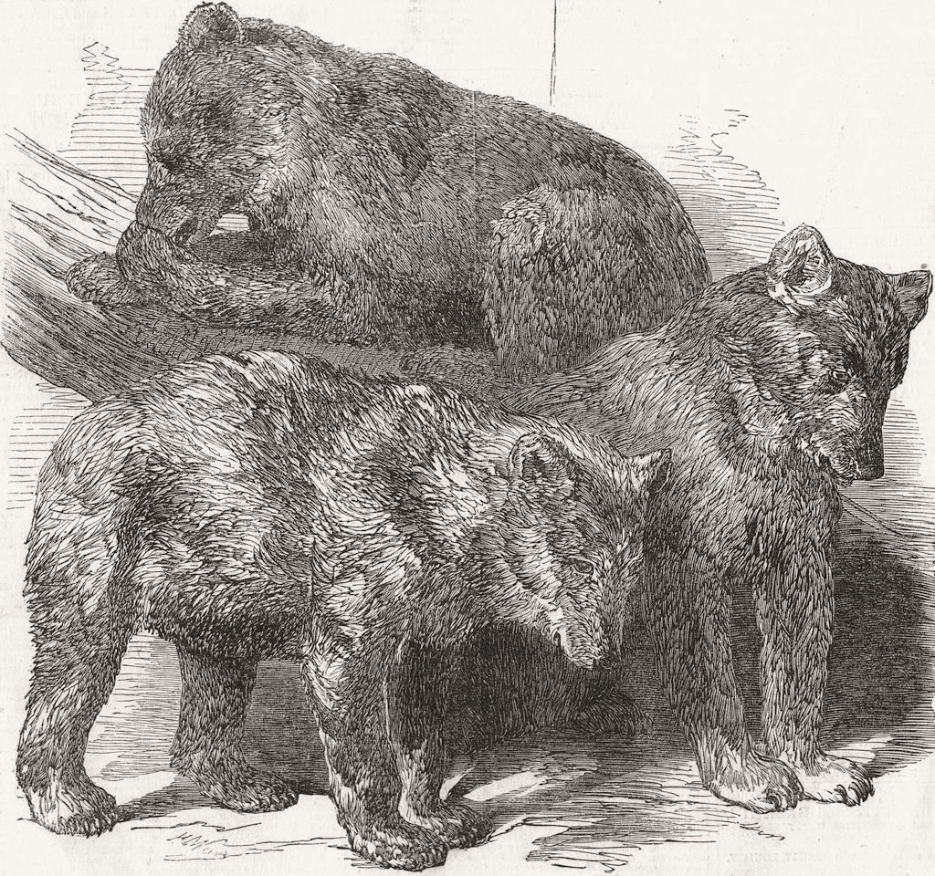 ANIMALS. Grisly Bears 1850 old antique vintage print picture
